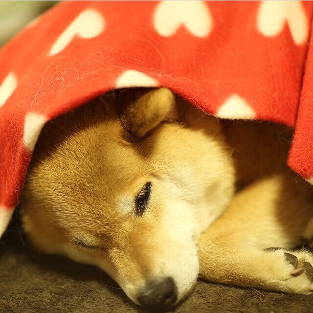 德国男子篮球队在决赛中惜败加拿大队，获得银牌，德国男篮赛程表